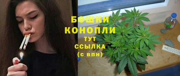 сатива Новодвинск